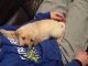 Labrador Retriever Puppies for sale in Hamler, OH 43524, USA. price: NA