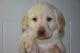 Labrador Retriever Puppies for sale in Dundee, OH 44624, USA. price: $650