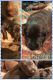 Labrador Retriever Puppies for sale in Dawson, MN 56232, USA. price: NA