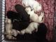 Labrador Retriever Puppies for sale in Niles, MI 49120, USA. price: NA