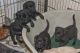 Labrador Retriever Puppies for sale in Alabaster, AL, USA. price: NA