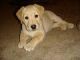 Labrador Retriever Puppies for sale in Bolingbrook, IL, USA. price: NA