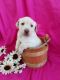 Labrador Retriever Puppies for sale in Grabill, IN 46741, USA. price: $650