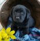 Labrador Retriever Puppies for sale in Grabill, IN 46741, USA. price: $600