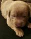 Labrador Retriever Puppies for sale in Ashland, VA 23005, USA. price: NA