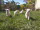 Labrador Retriever Puppies for sale in Vero Beach, FL, USA. price: $1,000