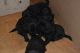 Labrador Retriever Puppies for sale in Richmond, VA, USA. price: NA