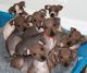 Labrador Retriever Puppies for sale in Oakland, CA, USA. price: NA