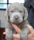 Labrador Retriever Puppies for sale in Milwaukee, WI, USA. price: NA