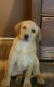 Labrador Retriever Puppies for sale in La Porte, IN 46350, USA. price: $500