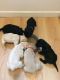 Labrador Retriever Puppies for sale in Salt Lake City, UT, USA. price: NA