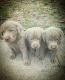 Labrador Retriever Puppies for sale in Ocala, FL, USA. price: $1,100