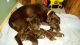 Labrador Retriever Puppies for sale in La Fargeville, NY 13656, USA. price: $650