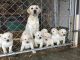 Labrador Retriever Puppies for sale in Georgetown, IN 47122, USA. price: NA