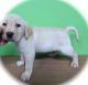 Labrador Retriever Puppies for sale in Hammond, IN, USA. price: $1,400