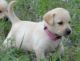 Labrador Retriever Puppies for sale in St. Louis, MO, USA. price: $720