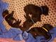 Labrador Retriever Puppies for sale in Goose Creek, SC, USA. price: $600