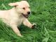 Labrador Retriever Puppies for sale in IL-59, Plainfield, IL, USA. price: NA