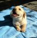 Labrador Retriever Puppies for sale in West Sacramento, CA 95605, USA. price: NA