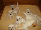 Labrador Retriever Puppies for sale in 58503 Rd 225, North Fork, CA 93643, USA. price: NA