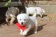 Labrador Retriever Puppies for sale in Walnut, CA, USA. price: NA