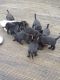 Labrador Retriever Puppies for sale in Nashville, TN, USA. price: $400