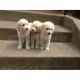 Labrador Retriever Puppies for sale in Lufkin, TX, USA. price: $500