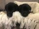 Labrador Retriever Puppies for sale in Arnold, MO, USA. price: NA