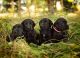 Labrador Retriever Puppies for sale in St Helens, OR 97051, USA. price: NA