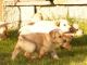 Labrador Retriever Puppies for sale in Boston, MA 02114, USA. price: $450