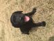 Labrador Retriever Puppies for sale in Lebanon, TN, USA. price: NA