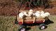 Labrador Retriever Puppies for sale in Louisville, GA 30434, USA. price: NA