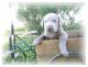 Labrador Retriever Puppies for sale in Lindsay, CA 93247, USA. price: NA