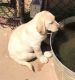 Labrador Retriever Puppies for sale in Beaumont, CA 92223, USA. price: NA