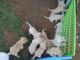 Labrador Retriever Puppies for sale in US-130, North Brunswick Township, NJ 08902, USA. price: NA