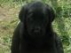Labrador Retriever Puppies for sale in Olivet, MI 49076, USA. price: NA