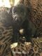 Labrador Retriever Puppies for sale in Coeur d'Alene, ID 83814, USA. price: $250