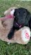 Labrador Retriever Puppies for sale in Cape Coral, FL, USA. price: $700