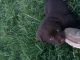 Labrador Retriever Puppies for sale in Mt Crawford, VA 22841, USA. price: NA