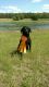 Labrador Retriever Puppies for sale in Greensboro, NC, USA. price: $1,000