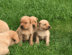Labrador Retriever Puppies for sale in Kentucky Dam, Gilbertsville, KY 42044, USA. price: NA