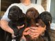 Labrador Retriever Puppies for sale in Pottsboro, TX 75076, USA. price: NA