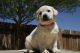 Labrador Retriever Puppies for sale in Fernley, NV 89408, USA. price: $1,200