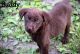 Labrador Retriever Puppies for sale in Drakesboro, KY, USA. price: NA