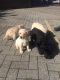 Labrador Retriever Puppies for sale in Bowman, SC 29018, USA. price: NA