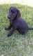Labrador Retriever Puppies for sale in Katy, TX, USA. price: $450