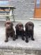 Labrador Retriever Puppies for sale in California Ave, Joint Base Andrews, MD 20762, USA. price: $300