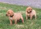 Labrador Retriever Puppies for sale in California Ave, Joint Base Andrews, MD 20762, USA. price: NA