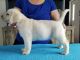 Labrador Retriever Puppies for sale in Williams, AZ 86046, USA. price: NA