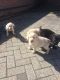 Labrador Retriever Puppies for sale in Michigan Ave, Inkster, MI 48141, USA. price: $600